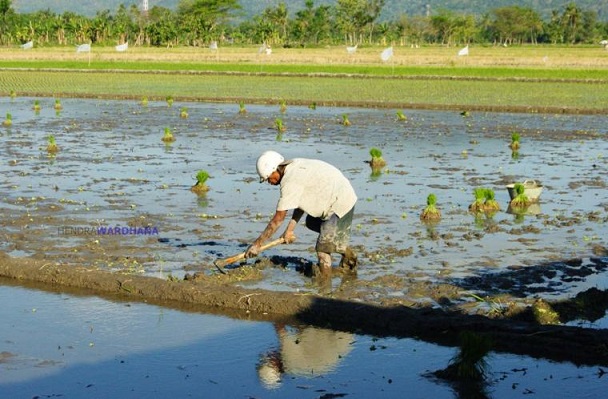 Memalukan, Indonesia Ternyata Masih Impor Pacul 