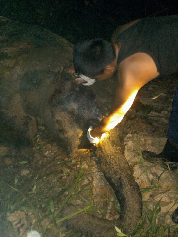 Hipam Pandang Perlu Gerakan Nasional Penyelamatan Gajah Sumatra di Riau