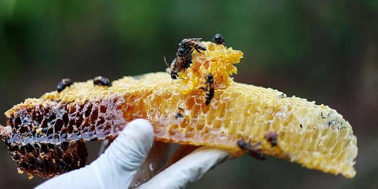 Madu (Asli) di Tangan Kananmu... 