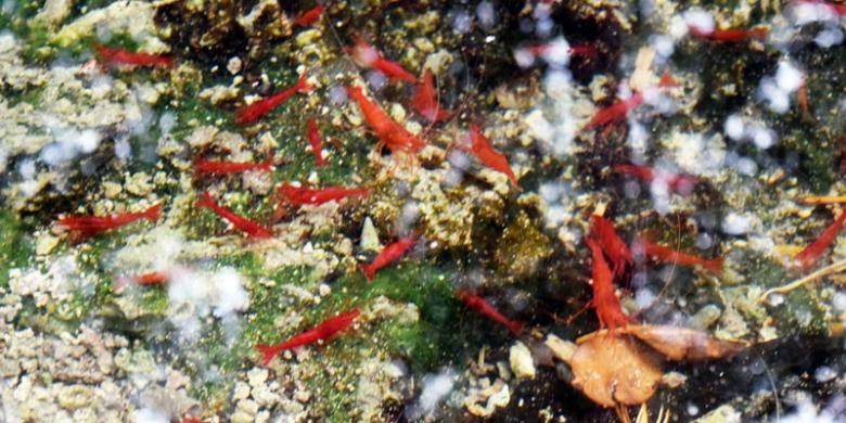 Udang Merah yang Dikeramatkan Ini Menarik Perhatian Pengunjung 
