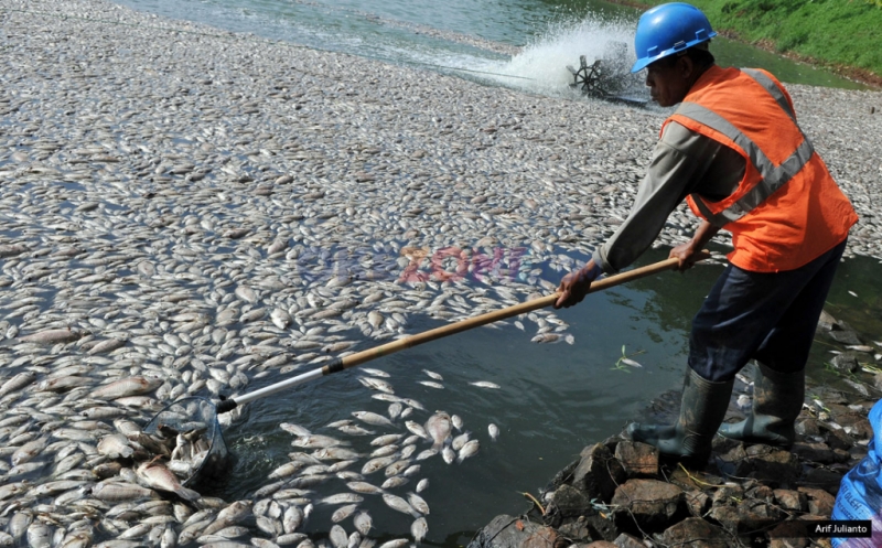 Ribuan Ikan Mati Mendadak, Diduga Akibat Limbah PT.RAPP