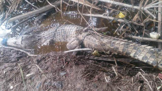 Seekor Buaya Terperangkap Jaring Nelayan di Teluk Meranti Pelalawan