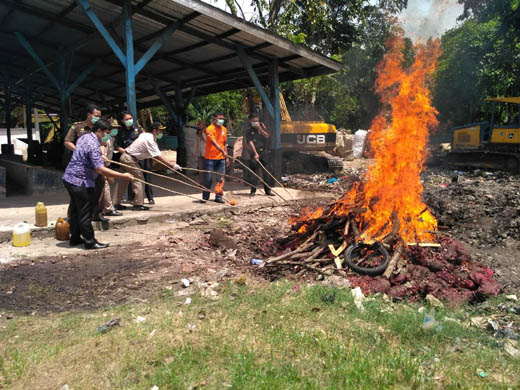 BC dan Karantina Bengkalis Musnahkan Ratusan Karung Bawang Merah Ilegal 