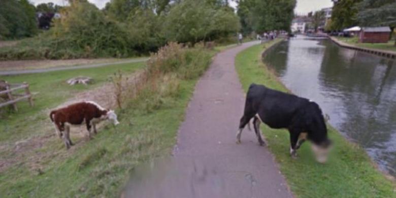 Demi Privasi, Google Street View Buramkan Wajah Seekor Sapi 