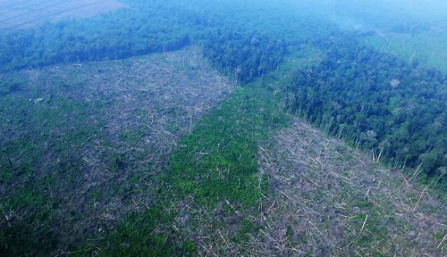 Aparat Temukan Puluhan Kayu Diduga Pembalakan di Cagar Biosfer