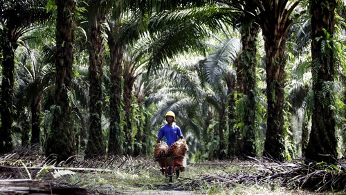 BUMN Perkebunan Pangkas Jumlah Komisaris dari 62 Jadi 41 Orang 