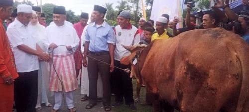 Diselimuti Mendung dan Gerimis, Gubernur Riau Serahkan 2 Ekor Sapi untuk Dikurbankan di Meranti