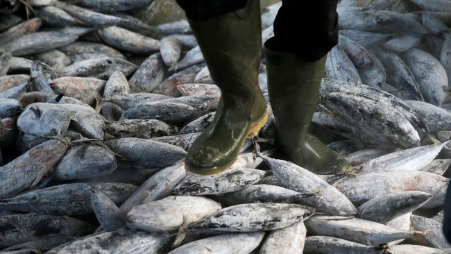 Pengusaha: Bisnis Ikan Bisa Mati karena Perindo dan Susi 