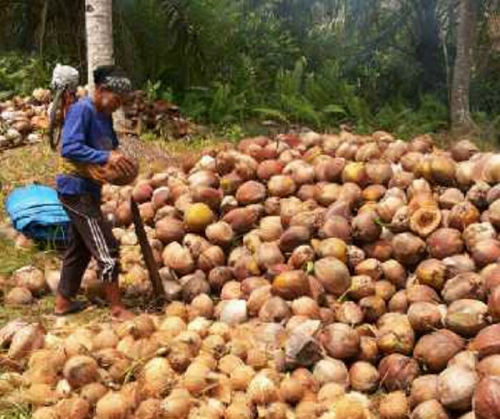 Rp 500 Per Butir, Harga Jual Kelapa di Pelalawan Makin Terpuruk