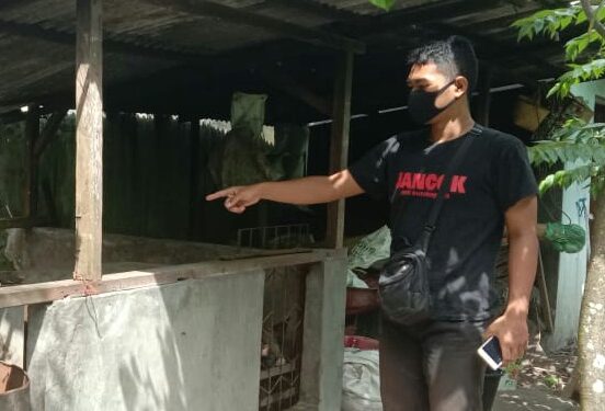 Perempuan mencuri 10 Babi, ditangkap polisi