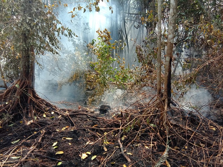 Kasus Karhutla Korporasi di Riau Tak Satupun Jadi Tersangka