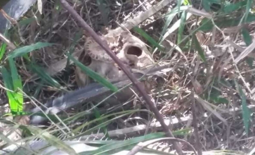 Ditemukan Kerangka Manusia Berceceran di Kebun Sawit 