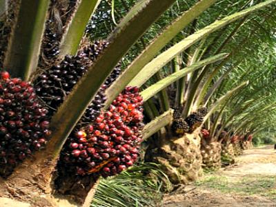 Kegiatan Replanting Tanaman Sawit Dibantu Bank Riau Kepri 