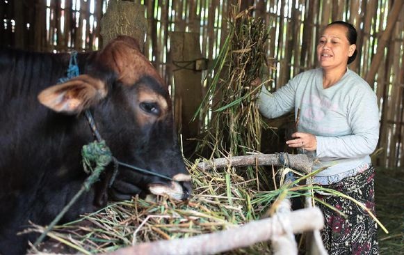 Pemerintah Anggarkan Rp100 Miliar Kembangkan Sapi Gatot Kaca 