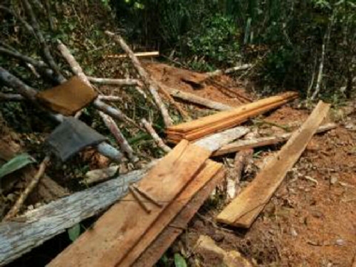 Tersangka Pembalakan Liar di Hutan Lindung Zamrud Ngaku Kerja Sendiri, Bawa Kayu Lewat Pos Sekuriti 