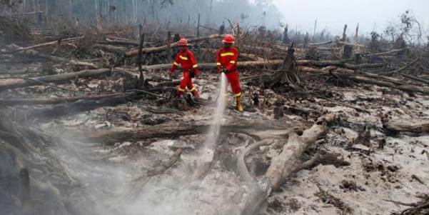 Presiden Minta Tindak Tegas Pelaku Pembakaran Hutan 
