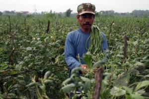 Musim Kemarau  Petani Langsat Permai Banyak Beralih ke Palawija 