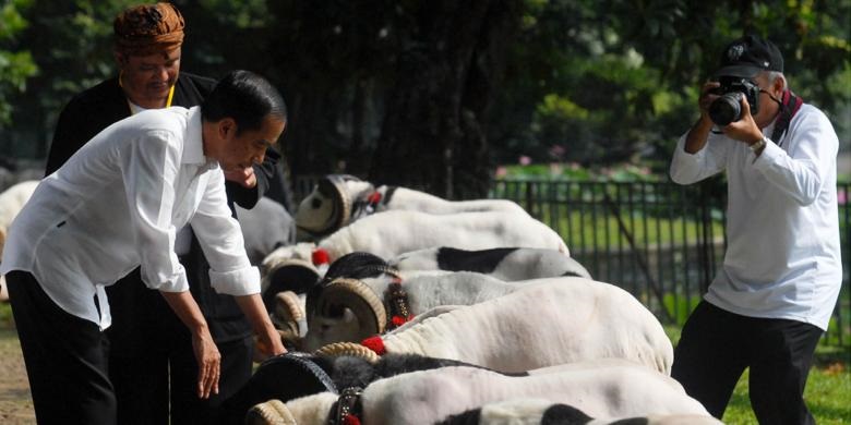 Presiden Jokowi Minder Seusai Lihat Domba Garut Milik Peternak