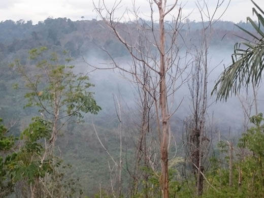 KHDTK Bukit Suligi Rohul Terbakar Lagi, Diduga Disengaja