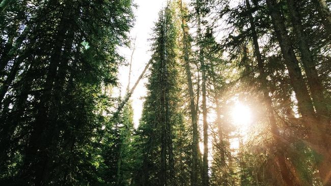 Pemerintah Siapkan Rp500 Miliar untuk Program Hutan Rakyat
