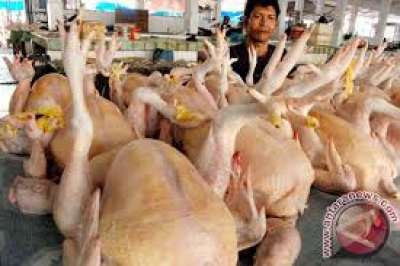 Ini Penyebab Harga Daging Ayam Ikut-ikutan Naik