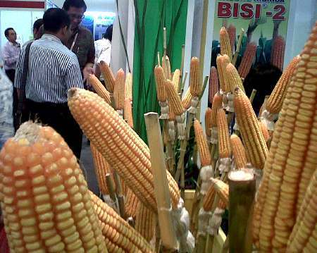 Hingga Akhir Tahun Tak Ada Jatah Impor Jagung untuk Importir Swasta