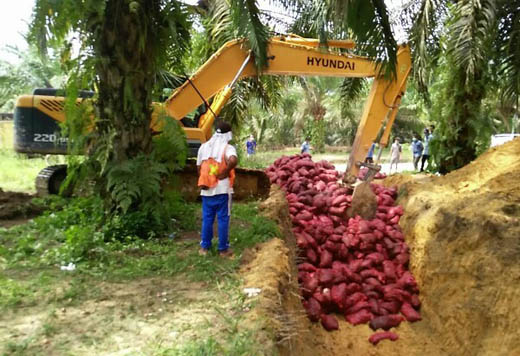 Lagi, Bawang Merah Selundupan Senilai Rp319 Juta Dimusnahkan 