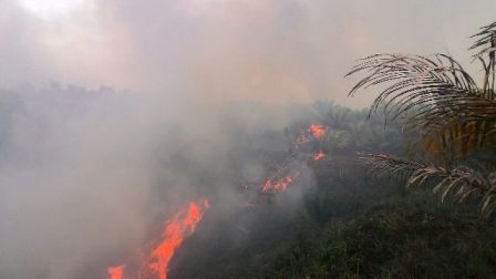 Dua Heli Lakukan Water Bombing, Ratusan Hektar Lahan Kosong di Bukit Candra Rohul Terbakar