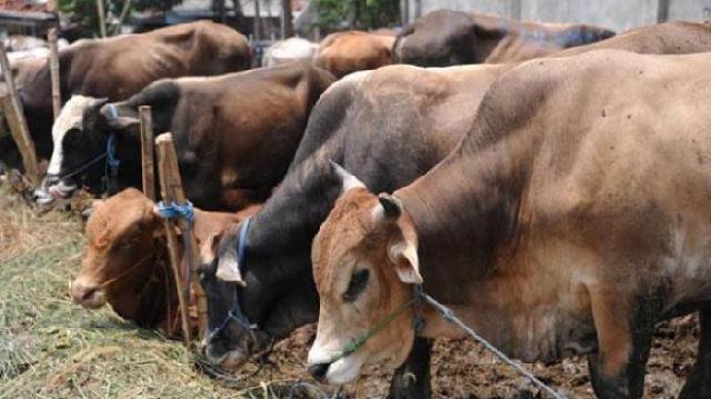 Meranti Siapkan 250 Hewan Kurban 