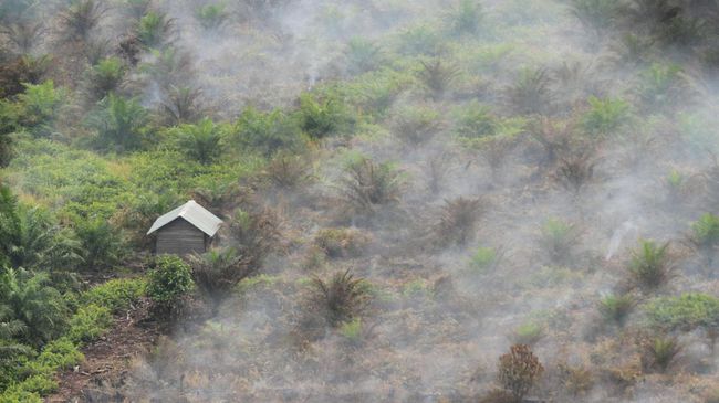Tjahjo Minta KPK Usut Perizinan Lahan Gambut 