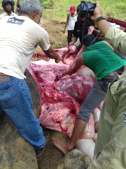 Gajah Betina Liar Tewas di Embung Air HTI PT Arara Abadi 
