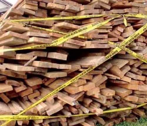 Sopir Pengangkut Kayu Ilegal Dituntut 2,5 Tahun Penjara 