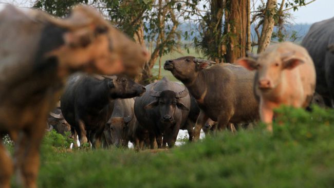 Perum Bulog Kelompokkan Harga Daging Kerbau Sesuai Distribusi