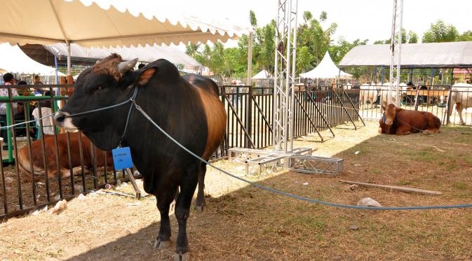 Jelang Idul Adha, Distanak Dumai Bentuk Tim Pengawas Hewan Kurban 