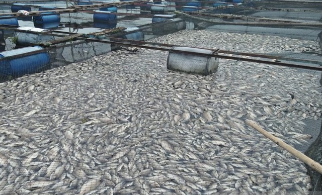 10 Ton Ikan Siap Panen di Maninjau Mati