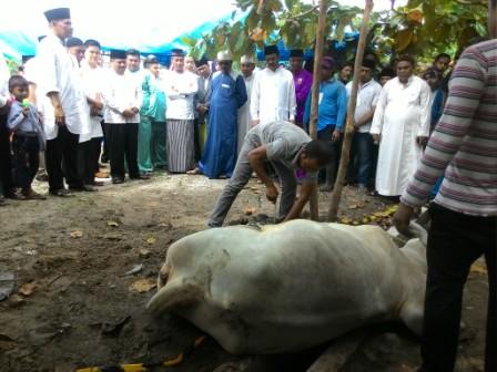 Bupati Bengkalis Kurbankan 3 Sapi dan 10 Kambing di Mandau dan Pinggir 
