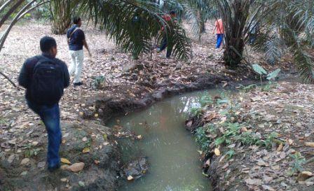 PKS PT. ISB Surau Tinggi, Rohul Diduga Buang Limbah ke Kebun Warga