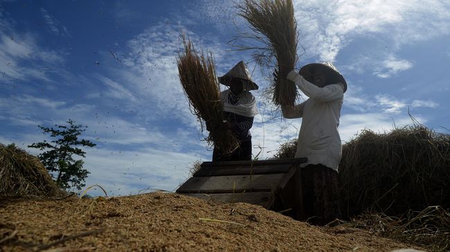 Harga Gabah Naik, Daya Beli Petani Menguat pada Agustus 