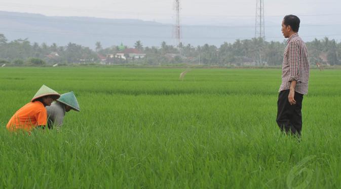 Tingkatkan Pertanian, Distanak Ajak Manfaatkan Lahan Persawahan