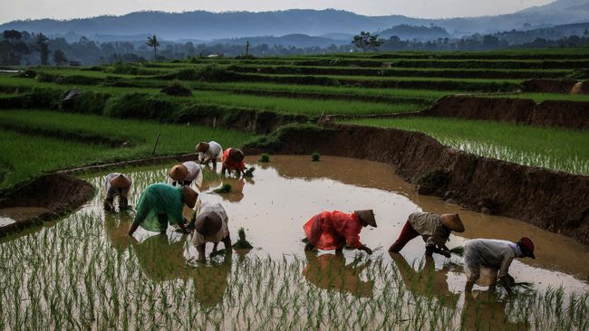 Libatkan KPK, Pemerintah Serius Cegah Alih Fungsi Lahan Pertanian