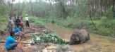Seharian Gajah Liar yang Sakit Ini Terperosok Dalam Kanal di Lokasi HTI Arara Abadi