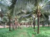 Menurut Banggar DPRD Inhil, Ini Penyebab Gagalnya Penyelamatan Kebun Kelapa Petani