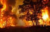 7 Korporasi Asing Ditetapkan Jadi Tersangka Pembakaran Hutan