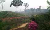Pembangunan Kebun Sawit di Kuansing Diduga Masuk Kawasan Hutan Lindung