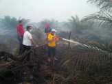 Bupati Pelalawan Ikut Padamkan Kebakaran di Kebun Sawit Warga