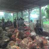Salahi Perizinan, Tim Yustisi Beri Waktu 10 Hari Bongkar Tempat Penampungan Kelapa di Kawasan Jembat
