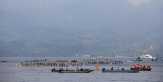 Pesta Teluk Ambon 2015 Diikuti 11 Perahu Belang