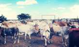 Perdana, Australia akan Kirim Sapi ke Cina
