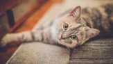 Jenis Kucing yang Paling Cocok Kamu Pelihara Berdasarkan Zodiakmu