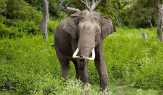 Rusak Tanaman, 9 Ekor Gajah Liar Teror Warga Rumbai Bukit